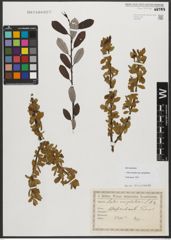 Foto von Salix triandra subsp. amygdalina (L.) Schübl. & G. Martens